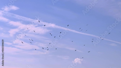 相模湾上空を旋回するウミアイサの群れ