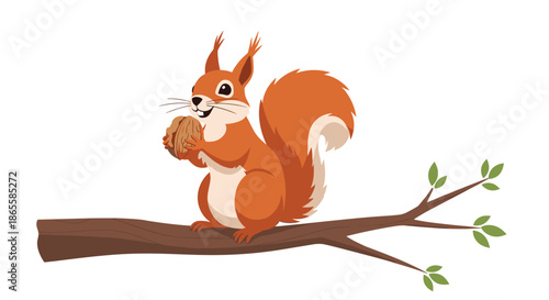 Cute red squirrel sits on a brown tree branch and holds a large walnut between its paws against a plain white background.