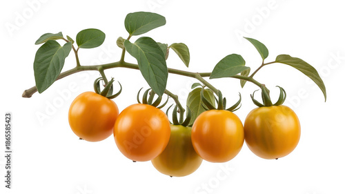 Wallpaper Mural Orange cherry tomatoes on a vine with green leaves isolated on a transparent background Torontodigital.ca