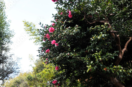 ピンク色の花　山茶花