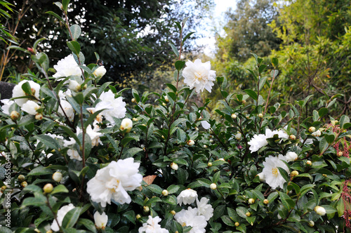 白色の花　山茶花