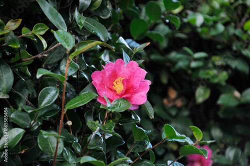 ピンク色の花　山茶花