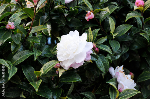 白色の花　山茶花