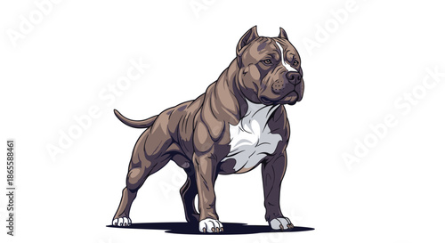 Powerful and muscular brown and white pitbull dog standing tall with a focused expression on its face in a clean white setting.