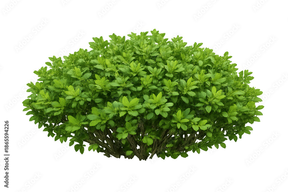 Obraz premium Green bush with dense foliage, vibrant leaves, and visible branches, representing nature, gardening, and organic growth, isolated on transparent background