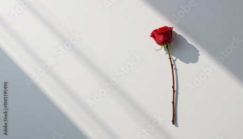 A single red rose on a white background with natural light and shadows, symbolizing love with flower