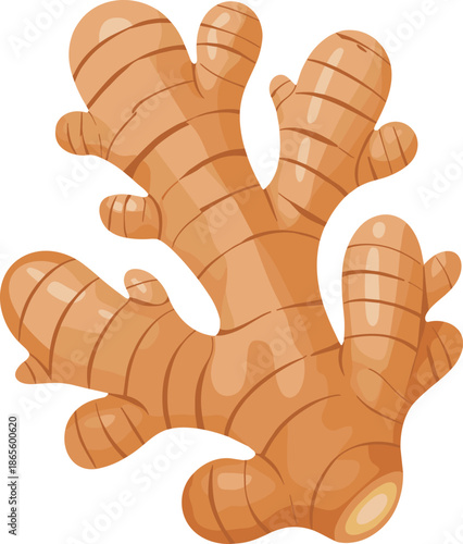 Fresh ginger root with segmented knobs and brownish-orange skin vegetable organic