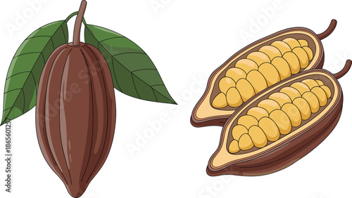 Two brown cocoa pods with one open showing yellow cocoa beans and green leaves open pod