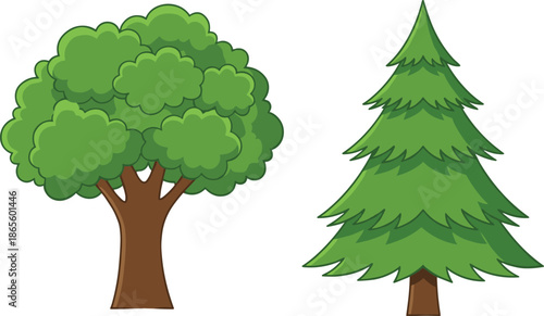 Two green trees with one broadleaf and one coniferous tree on a white background nature