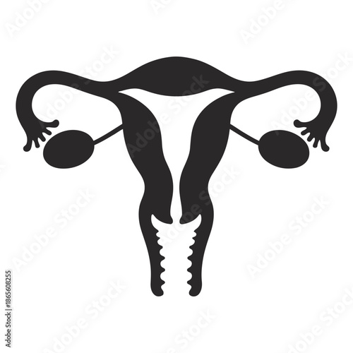 female reproductive system anatomy  human uterus and ovaries, vector illustration