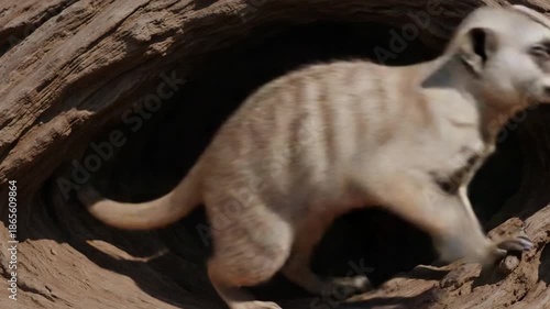 Curious Meerkat Peeking Out From Wooden Burrow