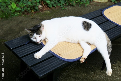 夏の暑い日　昼寝するねこ
