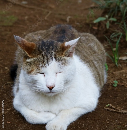 境内で寛ぐねこ