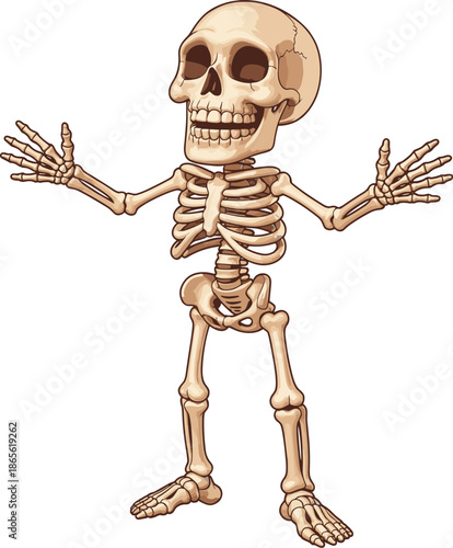 Cartoon skeleton, human bones, anatomy character, smiling skull, raised arms, educational illustration, playful pose, bone structure, flat vector illustration