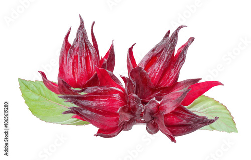 roselle hibiscus on white background