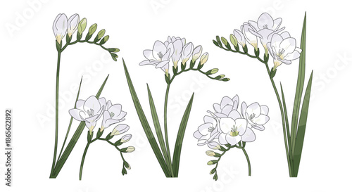 Botanical set of five beautiful white freesia flower arrangements and stems with green leaves, isolated on a white background.