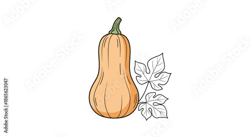 Detailed hand-drawn illustration of a ripe butternut squash with its vine and leaves, isolated on a clean white background for culinary designs.