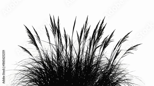 Silhouette of Tall Grass Against a White Background.