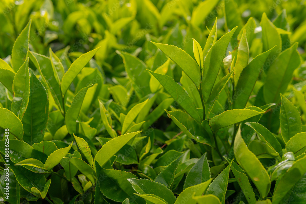 Obraz premium Close-up of green tea tree leaves in a fresh tea plantation mountain. Camellia Sinensis farm herbal plant background in the morning.