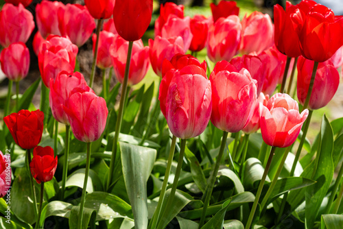 Bunch of tulips close up spring flowers blooming in garden landscape spring time