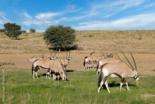 Small herd of gemsbok antelopes (Oryx gazella) feeding in natural habitat, Kalahari desert, South Africa