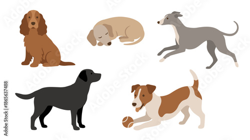 Dogs of Different Breeds.