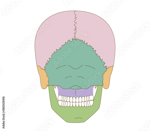 Color-Coded Anatomical Diagram of the Skull from a Posterior View (Educational and Medical Use)