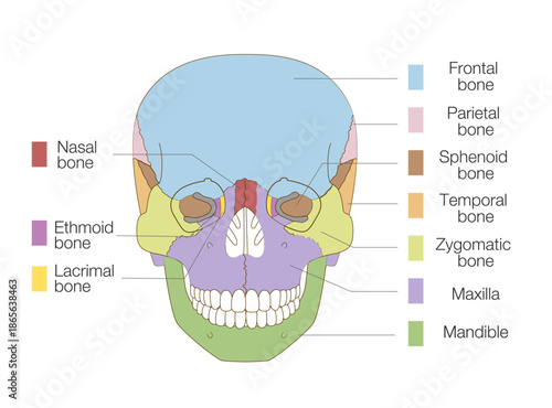 Color-Coded Anatomical Diagram of the Skull from a Frontal View (Educational and Medical Use, English Labels)