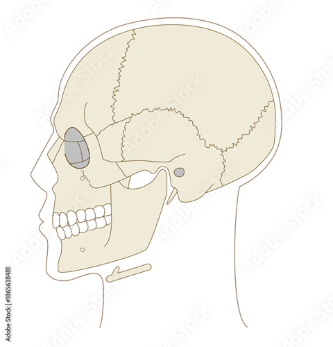 Anatomical Diagram of the Skull from a Lateral View (Educational and Medical Use)