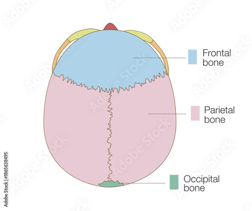 Color-Coded Anatomical Diagram of the Skull from a Superior View (Educational and Medical Use, English Labels)