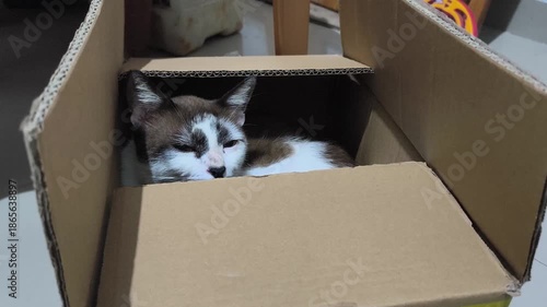 Felis Catus, or a local cat, is sleeping inside a cardboard box
