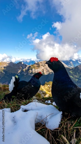 Two dark birds with red markings perch on a snowy mountainside, with stunning peaks and a blue sky dotted with clouds