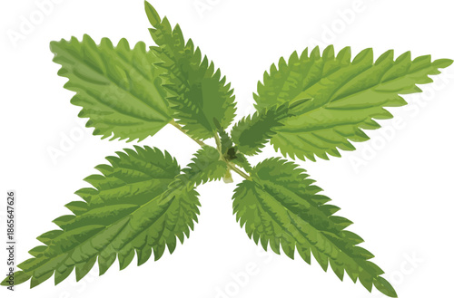 Detailed vector illustration of a fresh green nettle plant sprig isolated on a clean white background.
