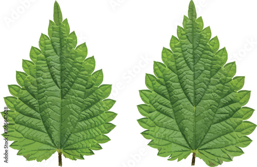Detailed vector illustration of two green stinging nettle leaves isolated on a clean white background for botanical design.