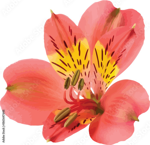 Detailed vector illustration of a vibrant pink Alstroemeria flower with yellow and dark red markings, isolated on a clean white background