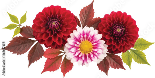 A beautiful vector illustration of a floral arrangement featuring two vibrant red dahlias and a central white and pink dahlia, surrounded by green and autumn-colored leaves.