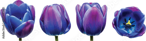 Vibrant blue and purple tulips in various stages of bloom, showcasing delicate petals and striking colors, isolated on white.