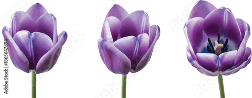 Three vibrant purple tulips showcasing various stages of bloom, from closed bud to fully open, isolated on a clean white background.