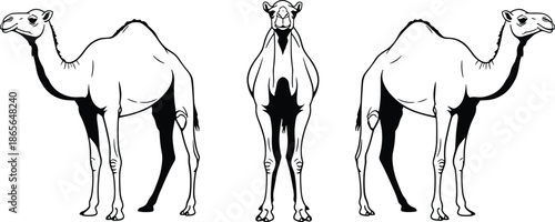 Camel anatomy illustration, dromedary camel vector, front side back views, animal body reference, wildlife outline drawing, educational desert mammal