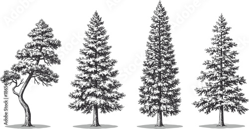 Blue pine tree illustration set, evergreen conifer silhouettes, detailed forest trees, botanical nature artwork, isolated on white background