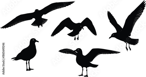 Seagull silhouette, flying birds, coastal wildlife, bird anatomy, black shapes, nature illustration, ornithology, wings spread, standing seagulls, flight dynamics