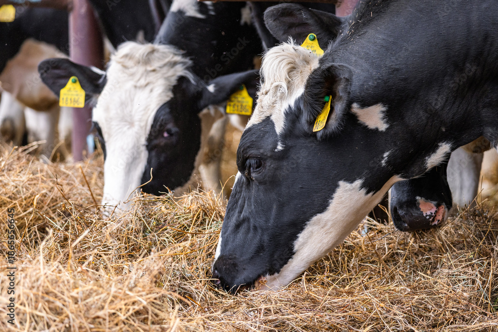 Ταπετσαρία Healthy dairy cows feeding on fodder standing in row of stables in cattle farm barn with worker adding food for animals in blurred background