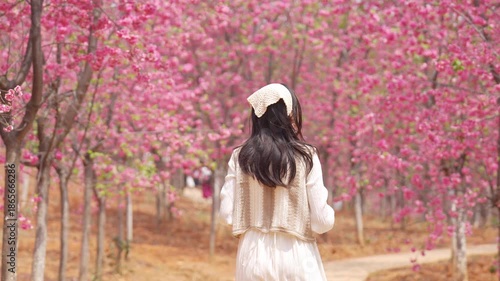 Young female tourist enjoy traveling in Cherry Blossom Valley, the famous tourist destination in Yunnan Province, China