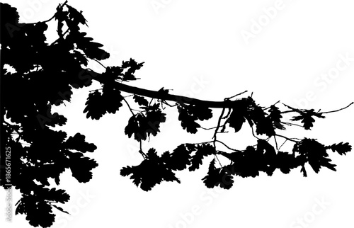  Vector illustration of natural oak tree branch with leaves
