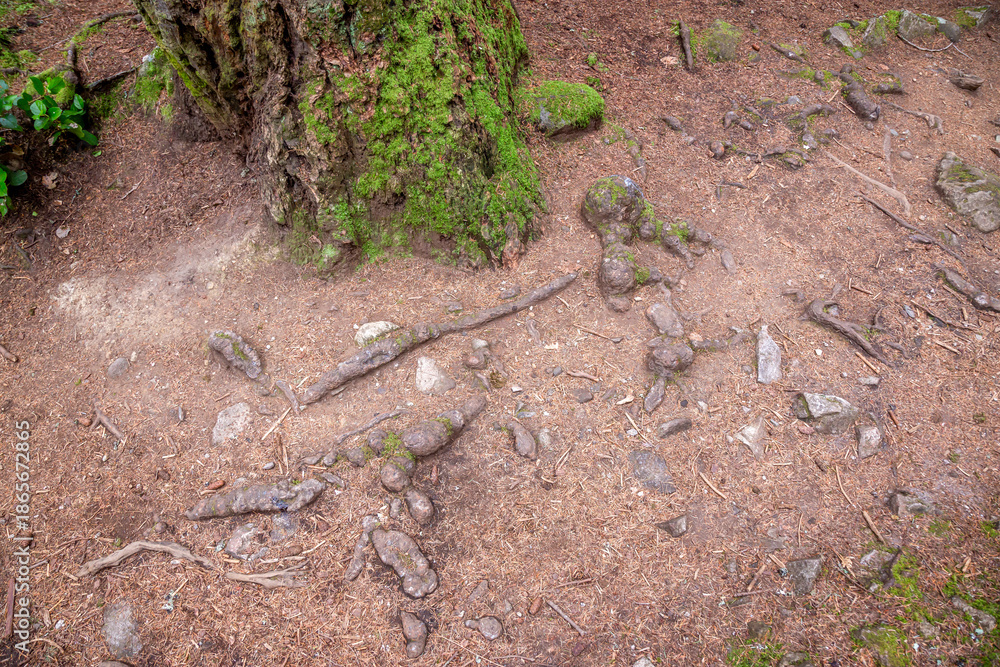 Fototapeta premium Forest Floor With Rocks, Roots, And Moss Along Damp Trail On West Coast
