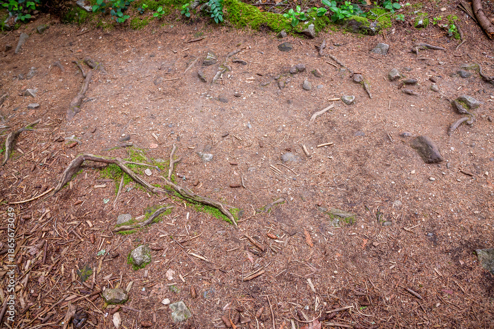 Obraz premium Forest Floor With Rocks, Roots, And Moss Along Damp Trail On West Coast
