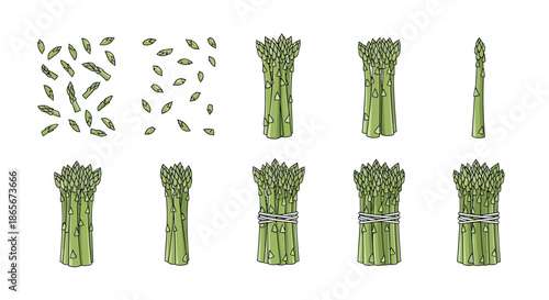 Collection of fresh green asparagus shown in bunches, individual spears, and cut pieces in both color and line art for food design.