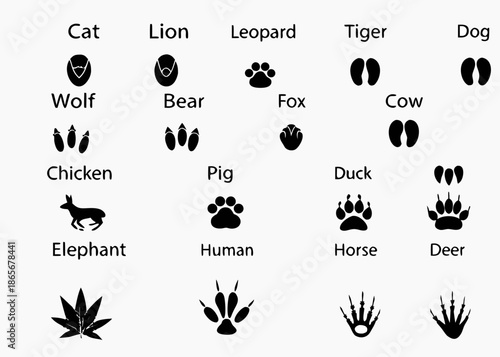 animal tracks and feet various species high quality