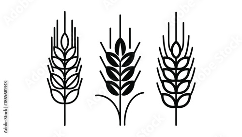 a black and white image of three wheat stalks side by side