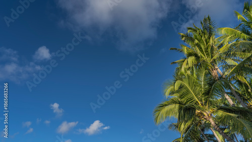 Crowns of tall palm trees with spreading green leaves against a background of blue sky and clouds. The right corner. Copy space. Mauritius.